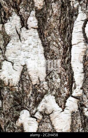 Natürliche Textur - gefurchte Rinde auf ausgereifte Stamm der Birke (Betula pendula) Nahaufnahme Stockfoto