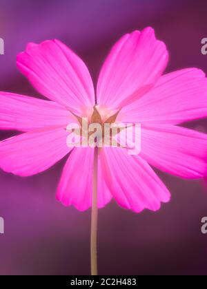 Schöne rosa Cosmos bipinnatus Blume Stockfoto