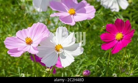 Schöne rosa Cosmos bipinnatus Blume Stockfoto