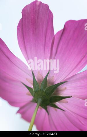 Schöne rosa Cosmos bipinnatus Blume Stockfoto