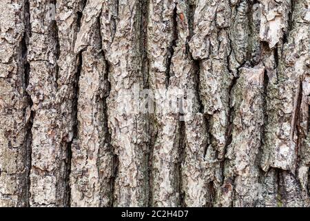 Natürliche Textur - rissige Rinde am alten Stamm der Eiche (Quercus robur) Nahaufnahme Stockfoto