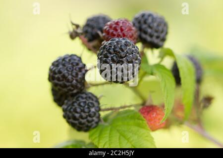 Reife und unreife Brombeeren auf dem Busch mit selektivem Fokus. Stockfoto