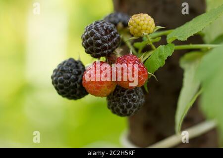 Reife und unreife Brombeeren auf dem Busch mit selektivem Fokus. Stockfoto