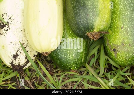 Frisch geerntete bunte grüne Zucchini liegt auf dem Boden Stockfoto