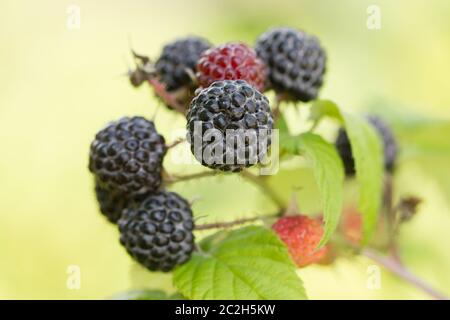 Reife und unreife Brombeeren auf dem Busch mit selektivem Fokus. Stockfoto