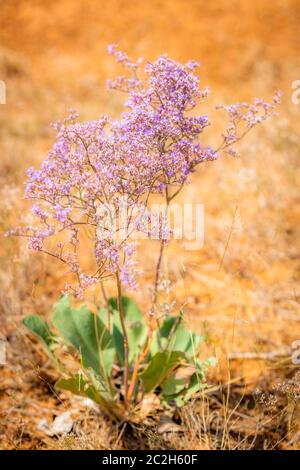 Stamm der Limonium vulgare Mühle mit Blumen auf Natur Hintergrund Stockfoto