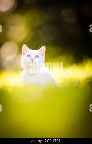 Sehr niedliche kleine weisse Katze auf einer schönen Wiese, draußen spielen - Süße inländischen pet Spielen im Freien Stockfoto