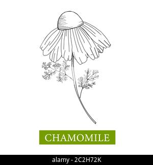 Kamillenvektordarstellung auf weißem Hintergrund. Lineare Zeichnung in Reihe. Blume Malbuch Stock Vektor