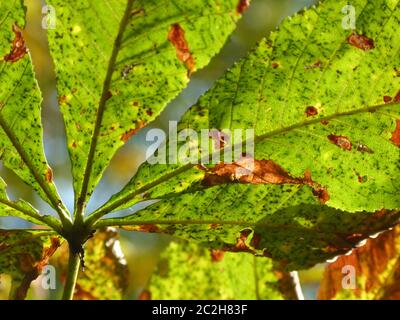 Welkende Blätter der Rosskastanie im Rücklicht 3 Stockfoto