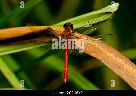 Rote Libelle Stockfoto