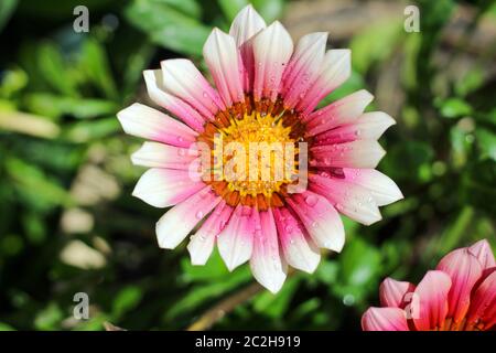 Schöne Blume mit rosa und weißen Blütenblättern und einem gelben Kern auf einem verschwommenen grünen Hintergrund Stockfoto