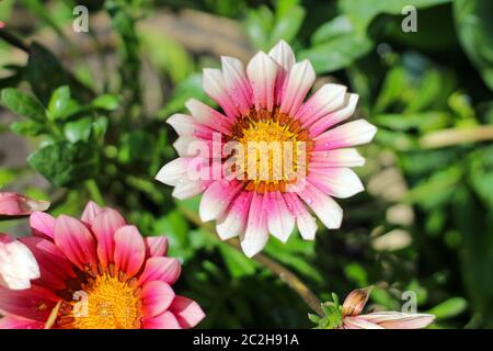 Schöne Blume mit rosa und weißen Blütenblättern und einem gelben Kern auf einem verschwommenen grünen Hintergrund Stockfoto