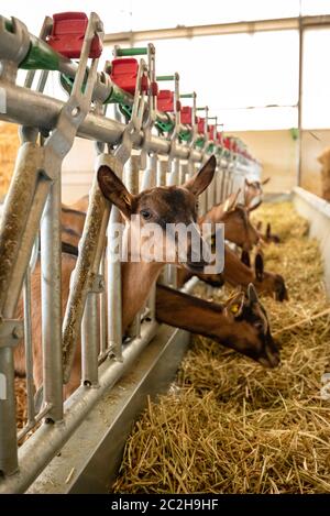 Braune Ziege beobachtet die Kamera, während andere auf einem Bauernhof Heu suchen. Stockfoto