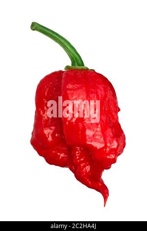 Carolina Reaper, die heißeste Chile Pfeffer (Capsicum chinense Obst), ganz reif pod, isoliert Stockfoto