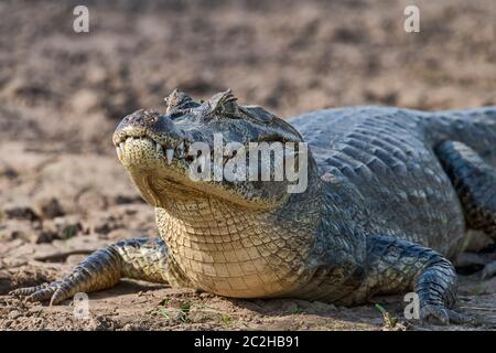 Brillenkaiman (Caiman crocodilus yacare), Pantanal, Mato Grosso, Brasilien Stockfoto