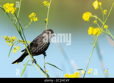 Ein weiblicher Rotflügelvogel, Agelaius phoeniceus, sterglüht unter Wildblumen im Kern National Wildlife Refuge, Kern County, Kalifornien Stockfoto