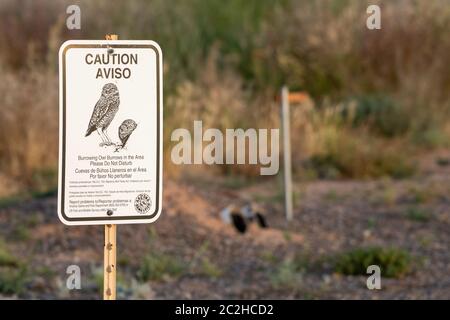 Ein Schild in Englisch und Spanisch warnt Besucher nicht zu stören brütenden Eulen, Athene cunicularia, in Zanjero Park, Gilbert, Arizona. Ein artifici Stockfoto