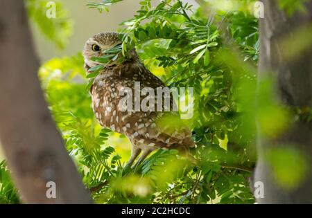 Eine Burrowing Owl, Athene cunicularia, steht in einem Baum im Zanjero Park, Gilbert, Arizona Stockfoto