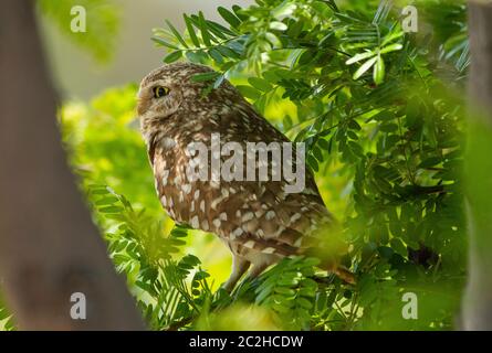 Eine Burrowing Owl, Athene cunicularia, steht in einem Baum im Zanjero Park, Gilbert, Arizona Stockfoto