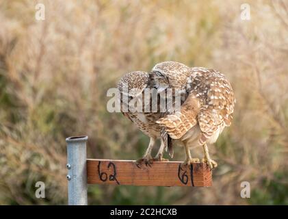 Ein Paar Burrowing Owls, Athene cunicularia, Barsch auf einem Nest-Standort Marker in Zanjero Park, Gilbert, Arizona Stockfoto