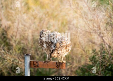 Ein Paar Burrowing Owls, Athene cunicularia, Barsch auf einem Nest-Standort Marker in Zanjero Park, Gilbert, Arizona Stockfoto