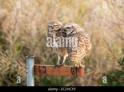 Ein Paar Burrowing Owls, Athene cunicularia, Barsch auf einem Nest-Standort Marker in Zanjero Park, Gilbert, Arizona Stockfoto