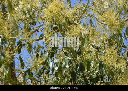 Avocakos am Baum in der Provinz Alicante, Costa Blanca, Spanien Stockfoto