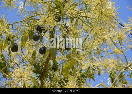 Avocakos am Baum in der Provinz Alicante, Costa Blanca, Spanien Stockfoto