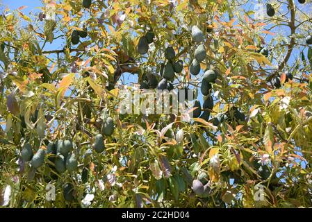 Avocakos am Baum in der Provinz Alicante, Costa Blanca, Spanien Stockfoto