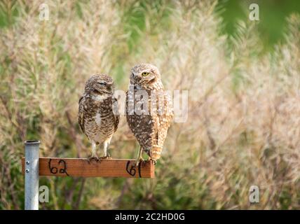 Ein Paar Burrowing Owls, Athene cunicularia, Barsch auf einem Nest-Standort Marker in Zanjero Park, Gilbert, Arizona Stockfoto