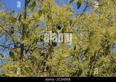 Avocakos am Baum in der Provinz Alicante, Costa Blanca, Spanien Stockfoto