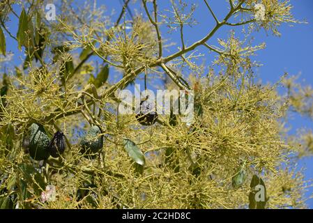 Avocakos am Baum in der Provinz Alicante, Costa Blanca, Spanien Stockfoto