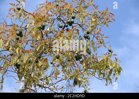 Avocakos am Baum in der Provinz Alicante, Costa Blanca, Spanien Stockfoto