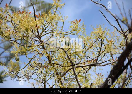 Avocakos am Baum in der Provinz Alicante, Costa Blanca, Spanien Stockfoto