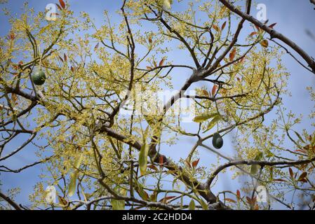 Avocakos am Baum in der Provinz Alicante, Costa Blanca, Spanien Stockfoto