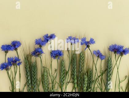 Blaue Blüten auf hellgelbem Hintergrund. Schöne wilde bluet Blume. Saisonale wilde Sommerblumen. Stockfoto