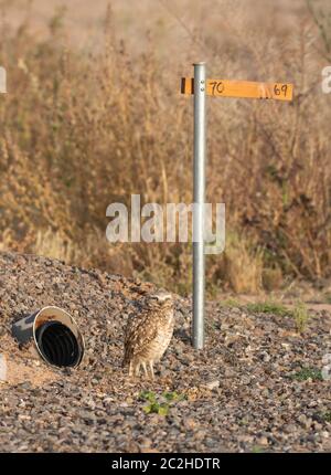 Eine Burrowing Owl, Athene cunicularia, steht am Eingang zu seinem künstlichen Bau im Zanjero Park, Gilbert, Arizona Stockfoto