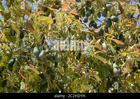 Avocakos am Baum in der Provinz Alicante, Costa Blanca, Spanien Stockfoto