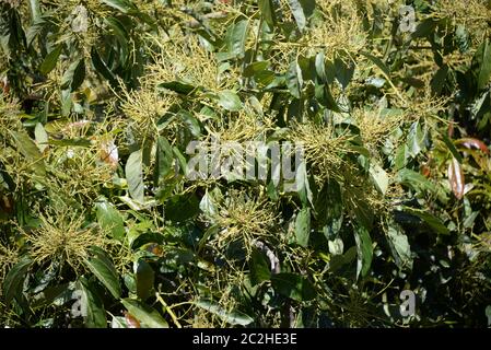 Avocakos am Baum in der Provinz Alicante, Costa Blanca, Spanien Stockfoto