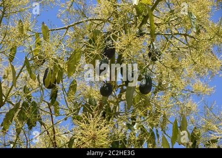 Avocakos am Baum in der Provinz Alicante, Costa Blanca, Spanien Stockfoto