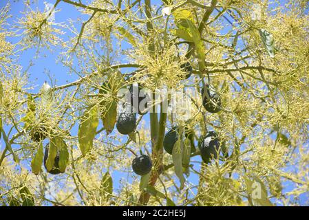 Avocakos am Baum in der Provinz Alicante, Costa Blanca, Spanien Stockfoto