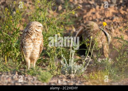 Ein Paar Burrowing Owls, Athene cunicularia, steht am Eingang zu ihrem künstlichen Bau im Zanjero Park, Gilbert, Arizona Stockfoto