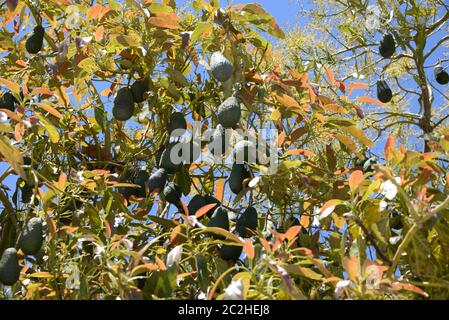 Avocakos am Baum in der Provinz Alicante, Costa Blanca, Spanien Stockfoto