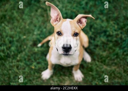 Niedliche kleine amerikanische Staffordshire Terrier Welpen sitzen im Freien Stockfoto