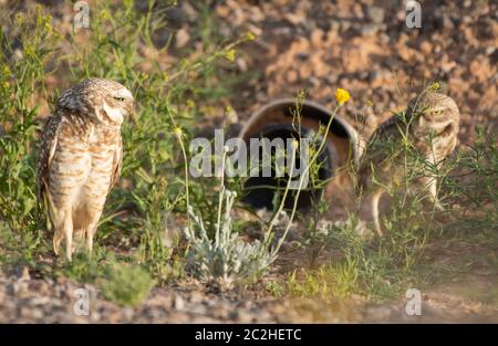 Ein Paar Burrowing Owls, Athene cunicularia, steht am Eingang zu ihrem künstlichen Bau im Zanjero Park, Gilbert, Arizona Stockfoto