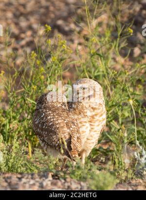 Ein Paar Burrowing Owls, Athene cunicularia, steht in der Nähe ihres künstlichen Höhlen im Zanjero Park, Gilbert, Arizona Stockfoto