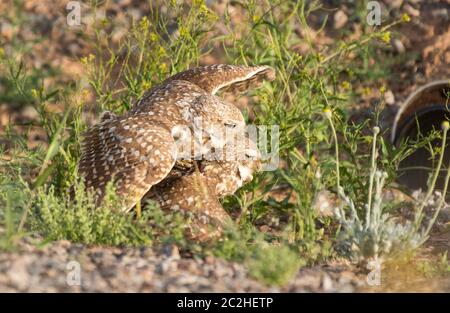 Ein Paar Burrowing Owls, Athene cunicularia, paart sich auf dem Boden nahe dem Eingang zu ihrem künstlichen Bau im Zanjero Park, Gilbert, Arizona Stockfoto