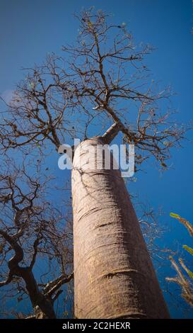 Landschaft mit Adansonia rubrostipa aka fony baobab Baum in Reniala Reserve, Toliara, Madagaskar Stockfoto