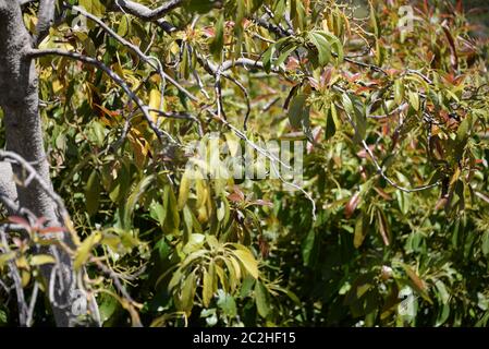 Avocakos am Baum in der Provinz Alicante, Costa Blanca, Spanien Stockfoto