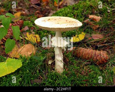 Falsche Tod Kappe, oder Citron Amanita, Amanita citrina Stockfoto